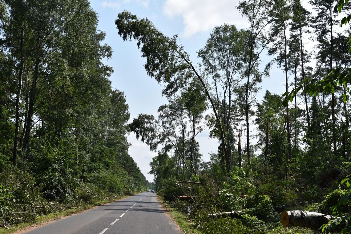 Pochylone drzewa zostaną usunięte? Pochylone drzewa zostaną usunięte?