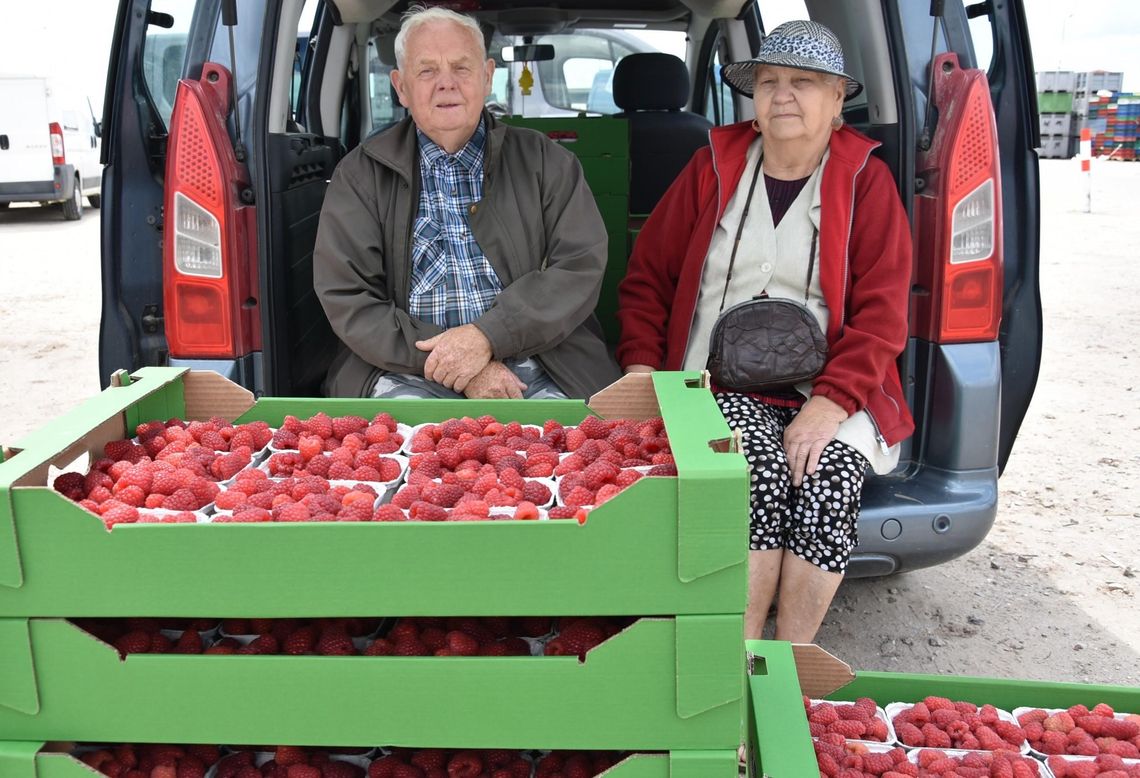 Pogoda znów nie sprzyja plantatorom owoców