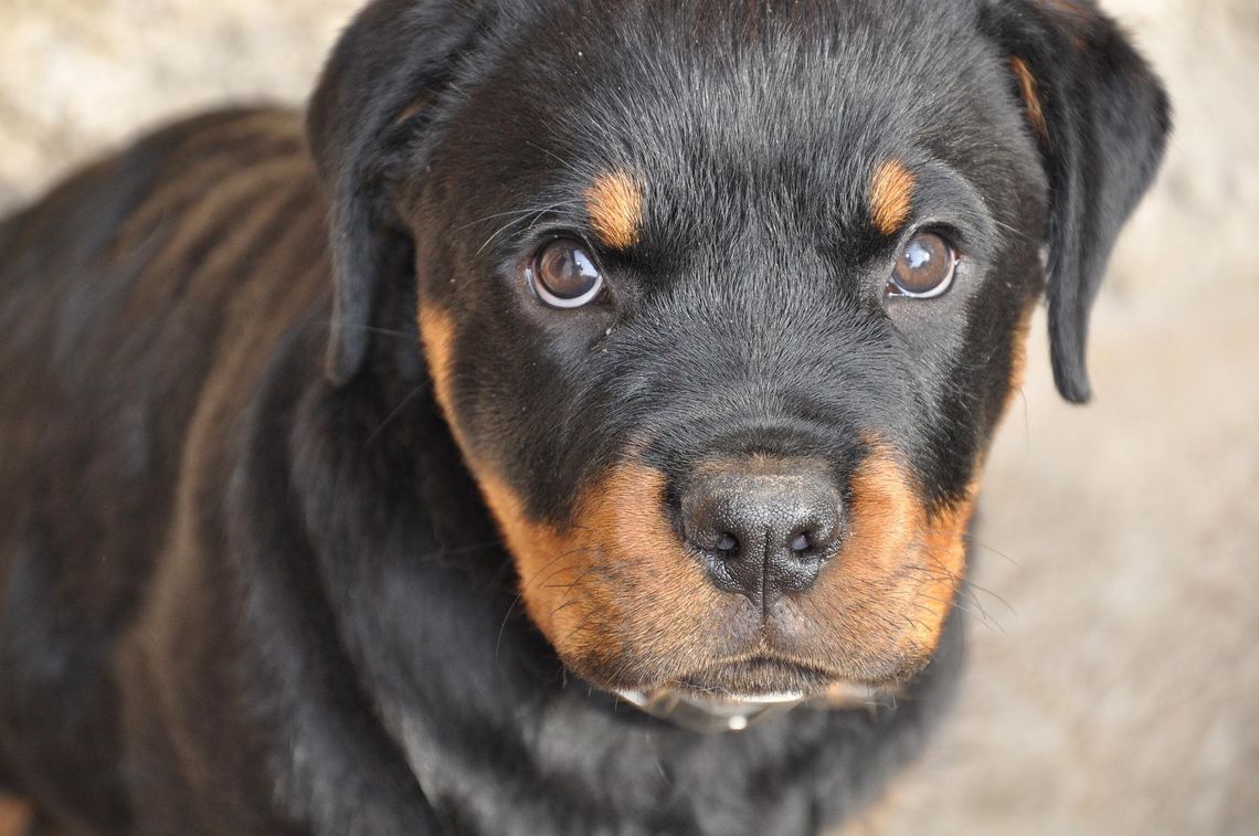 Pogryziony przez rottweilery zmarł w szpitalu