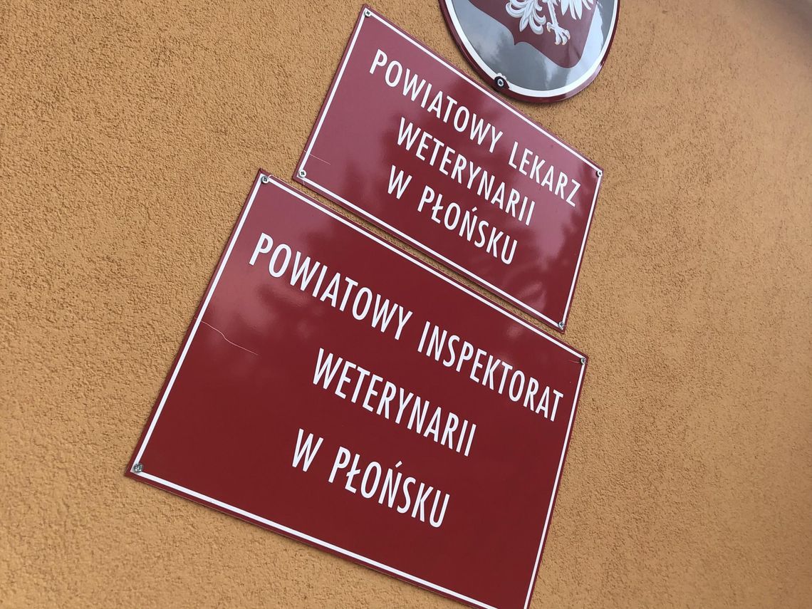 Pow. płoński w obszarze zagrożonym wścieklizną. Nowe obowiązki dla właścicieli psów i kotów