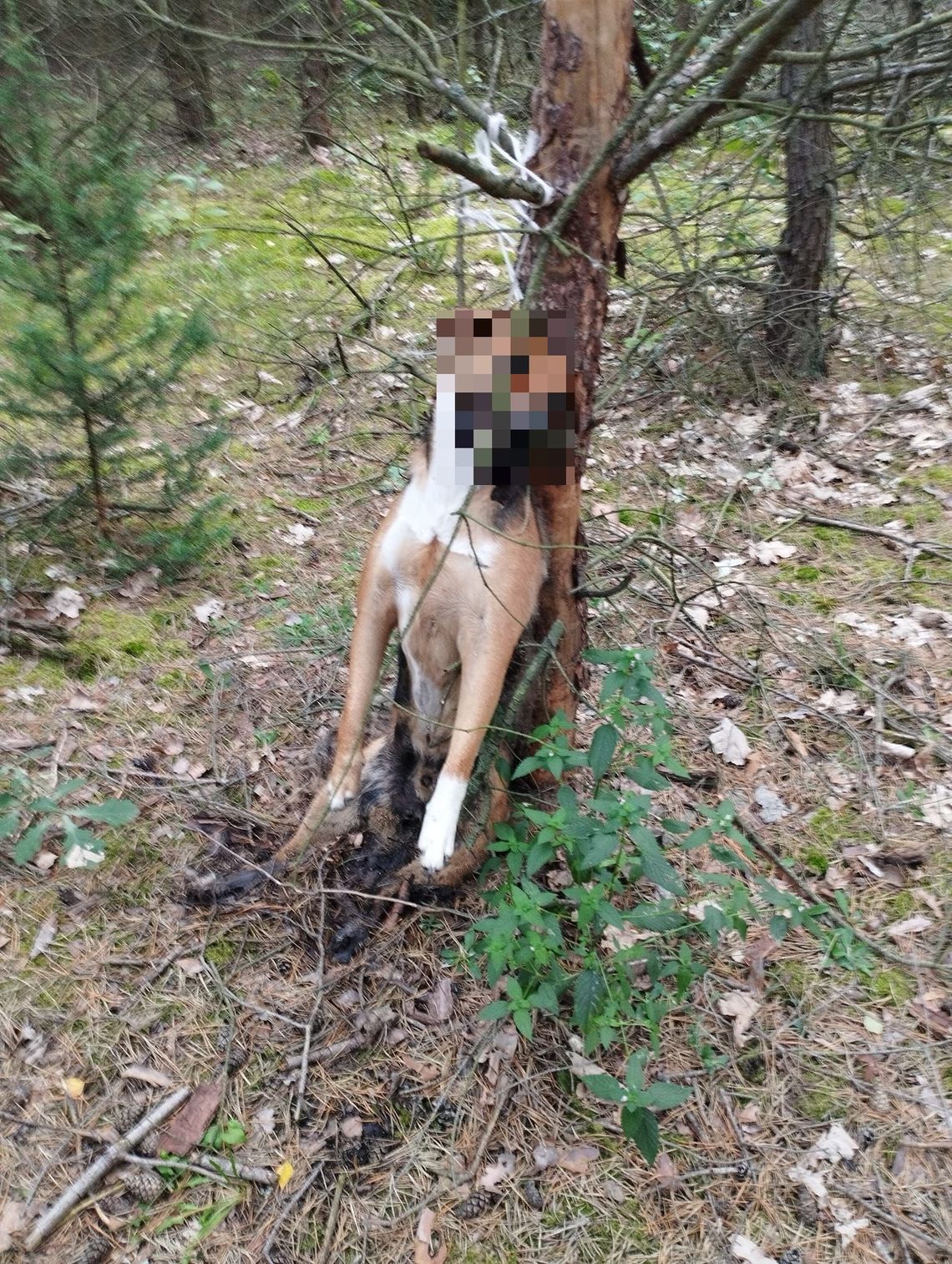 Powiesił psa na sznurku. Policja i wolontariusze szukają sprawcy i właściciela