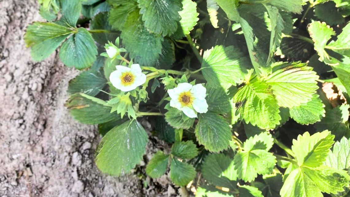 Przymrozki niszczą truskawki. Straty rolników z regionu