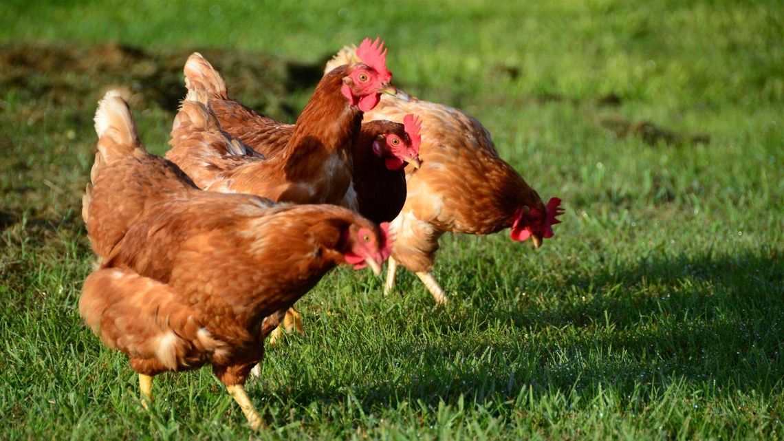 Ptasia grypa i rzekomy pomór drobiu na Mazowszu