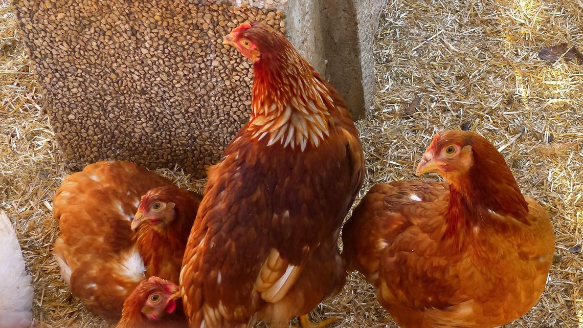 Ptasia grypa na Mazowszu: nowe obostrzenia w 19 powiatach, w tym płońskim