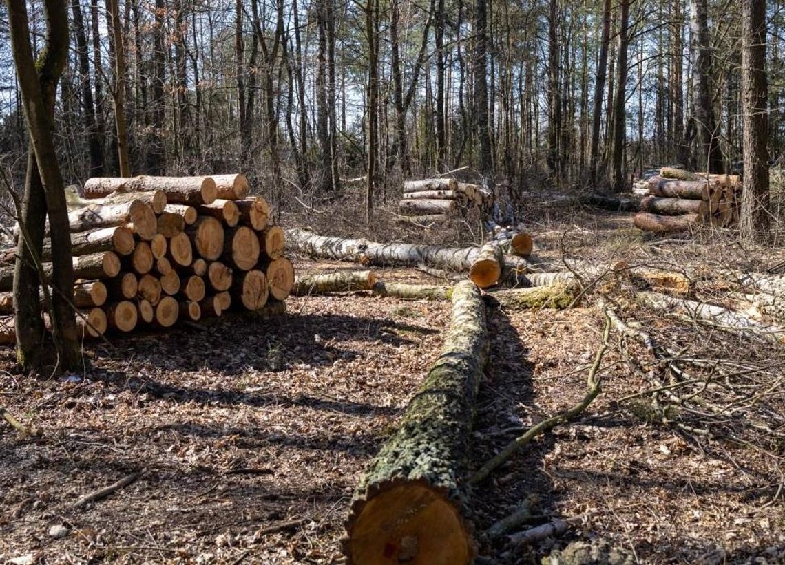 Radni sprzeciwiają się wycince drzew na Krubinie. Nadleśnictwo twierdzi, że wycina stare drzewa i usuwa połamane