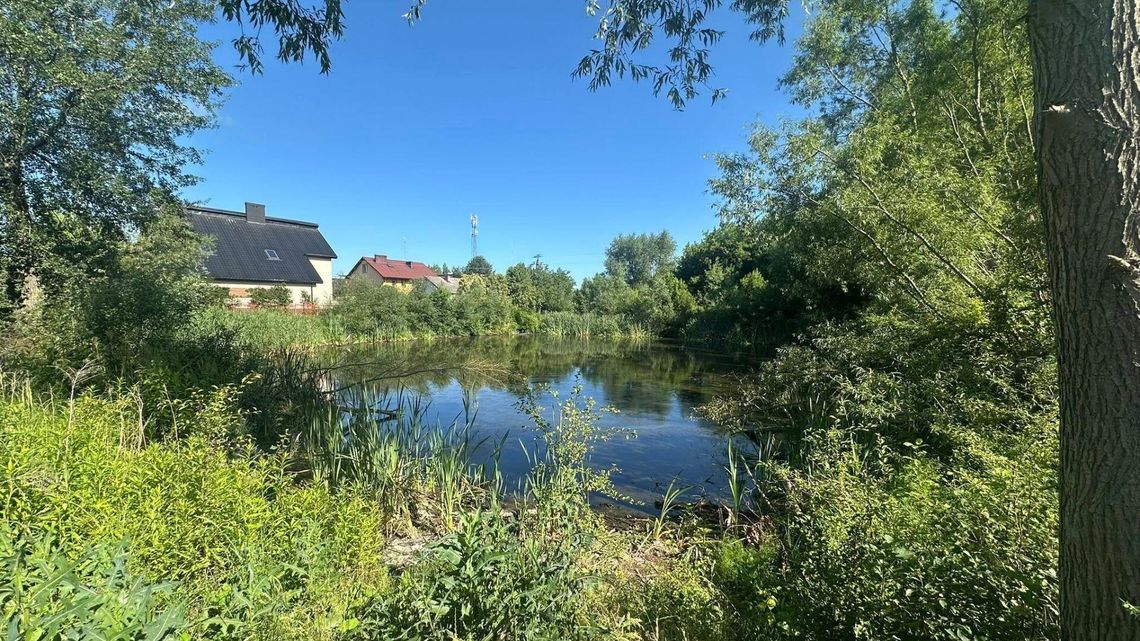 Rewitalizacja stawu w Załuskach jeszcze w tym roku