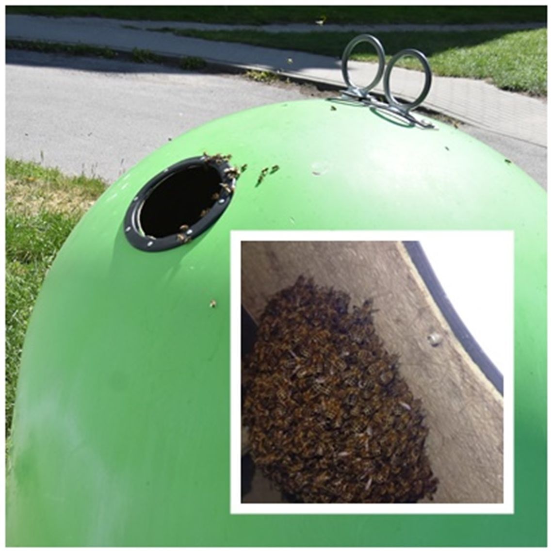 Rój pszczół przy Młodzieżowej. Takich przypadków jest coraz więcej