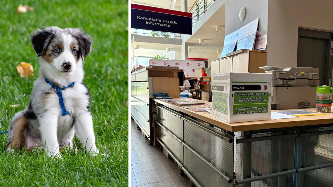 Ruszyły konsultacje w sprawie lokalizacji wybiegu dla psów. Potrwają do 7 maja