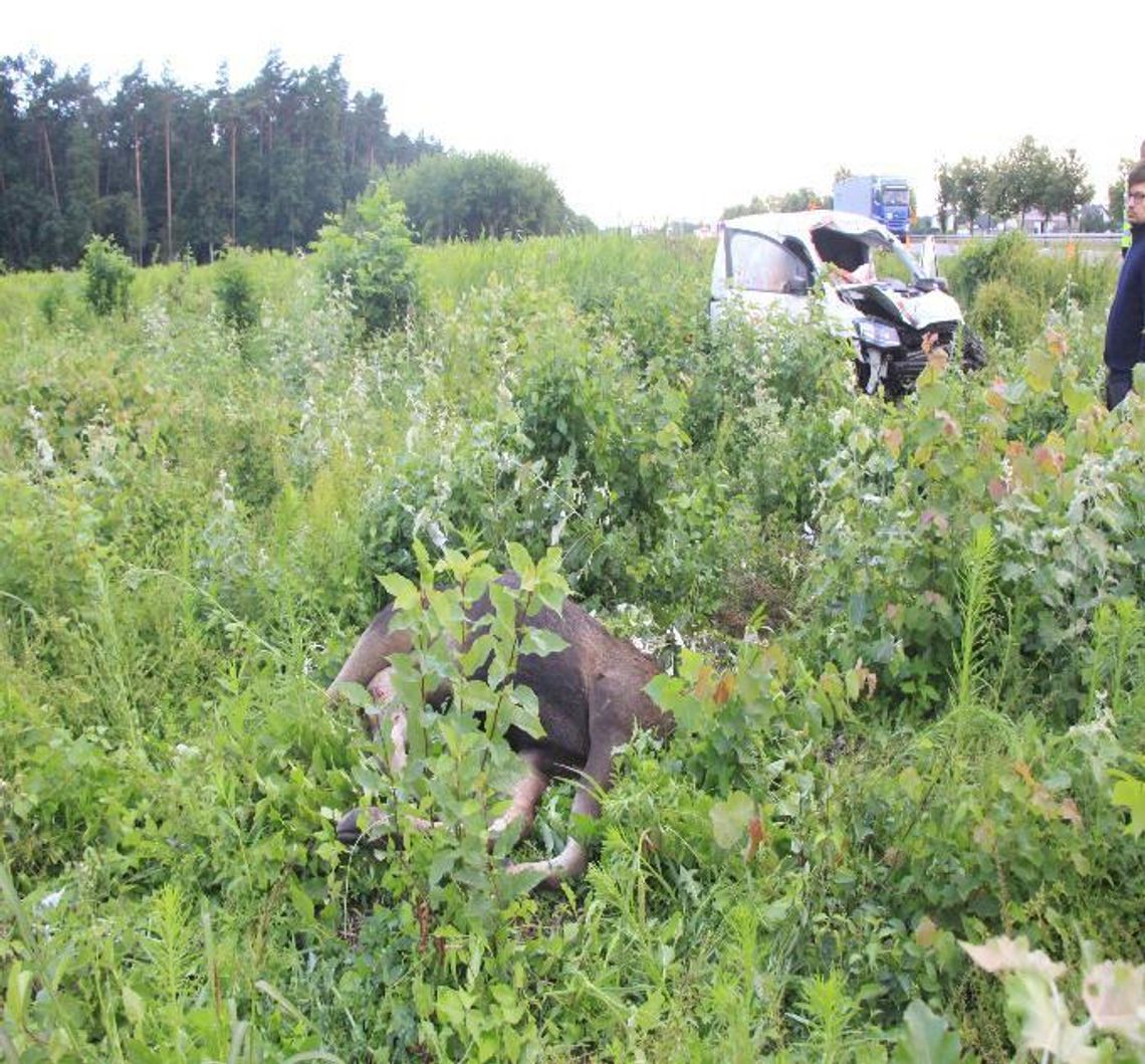 Śmiertelny wypadek w Niepiekłach. Łoś wtargnął pod podjeżdżający samochód