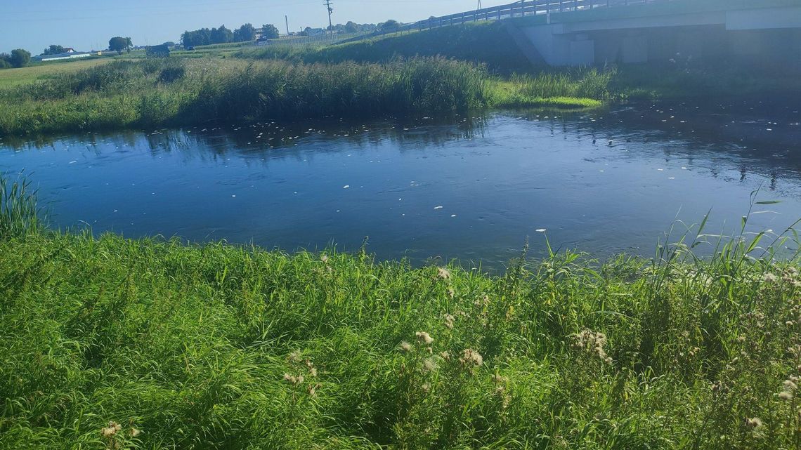 Śnięcie ryb w rzece Wkra: służby monitorują sytuację i apelują o ostrożność