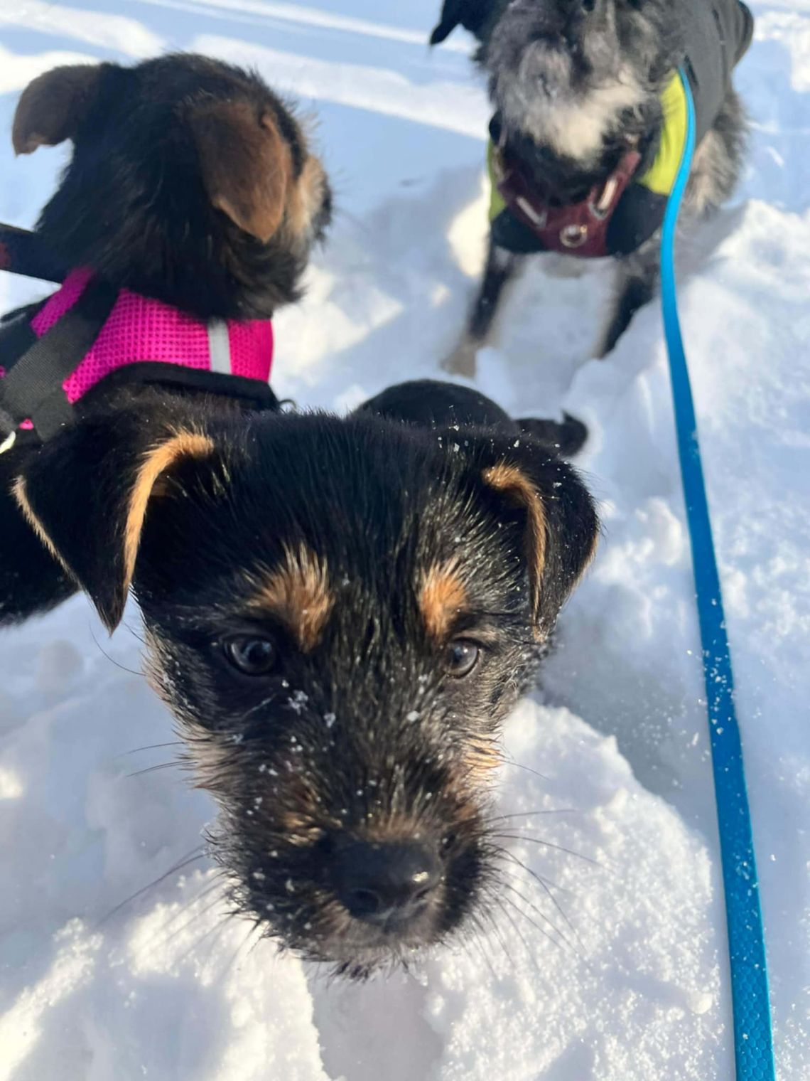 Spacery podczas ferii zimowych z pieskami ze stowarzyszenia Uszy do Góry