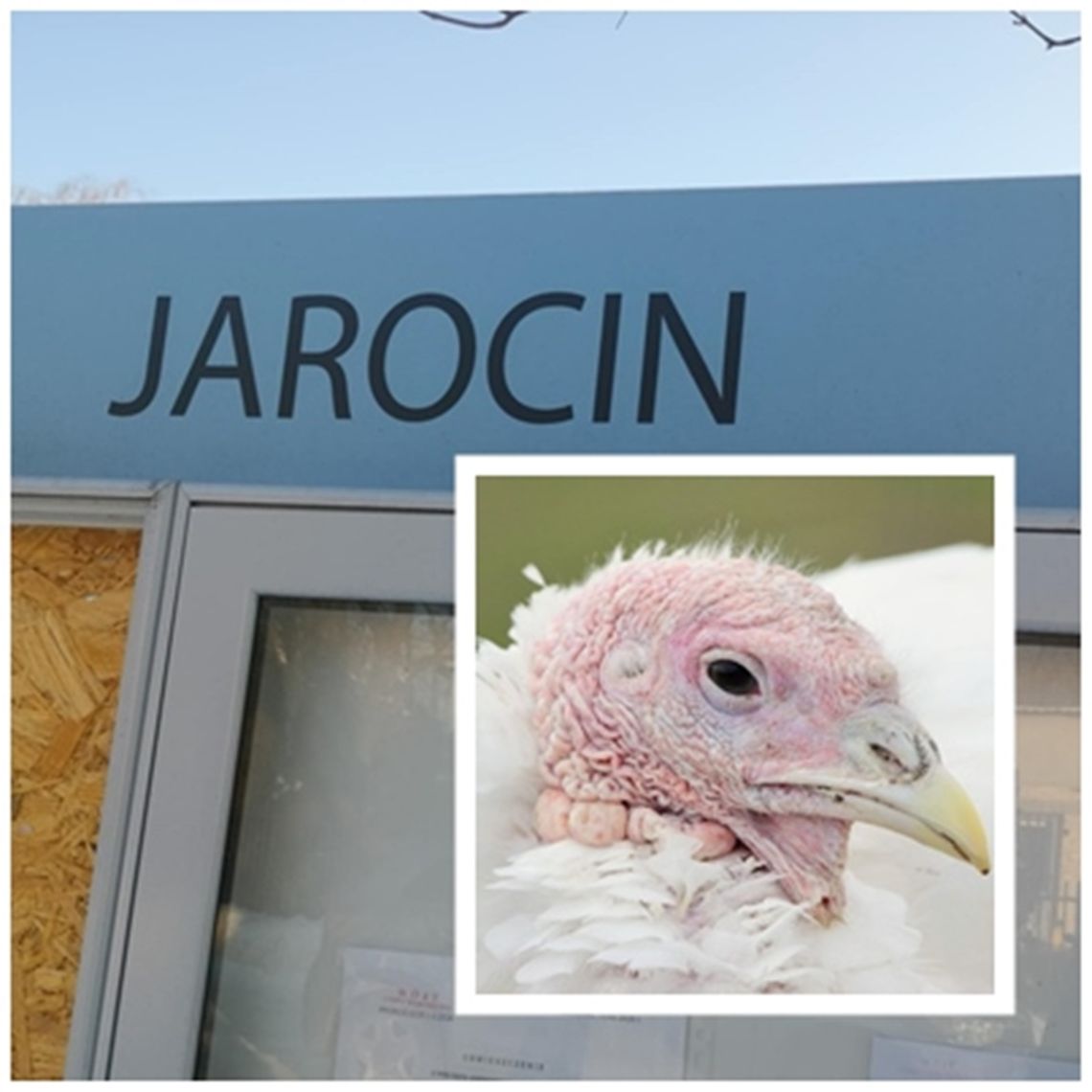 Stanowczy protest mieszkańców Jarocina. Nie chcą fermy drobiu Stanowczy protest mieszkańców Jarocina. Nie chcą fermy drobiu