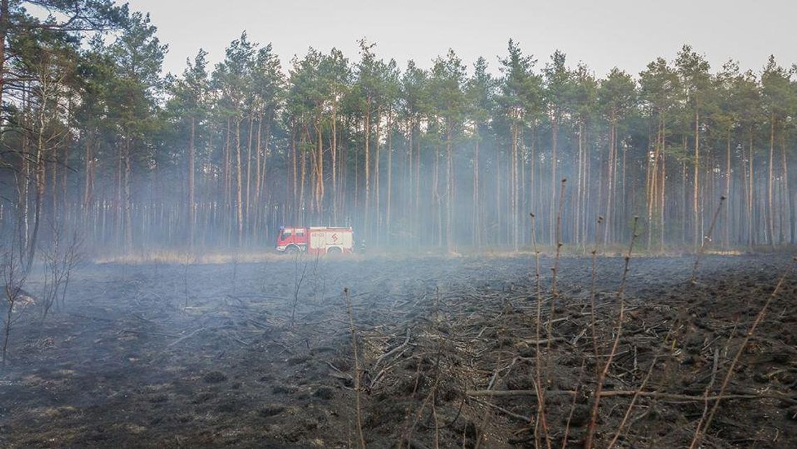 Strażacy walczą z pożarami traw i lasów