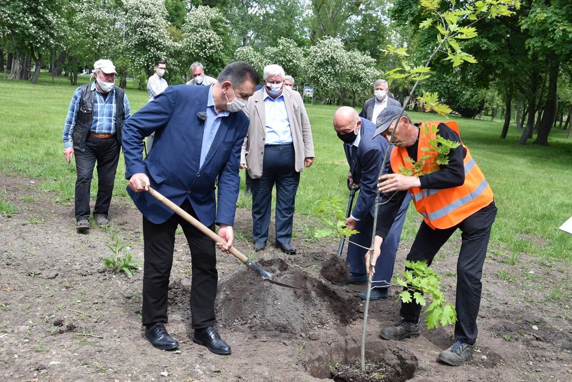 Symboliczny dąb dla uczczenia 3 dekad samorządu