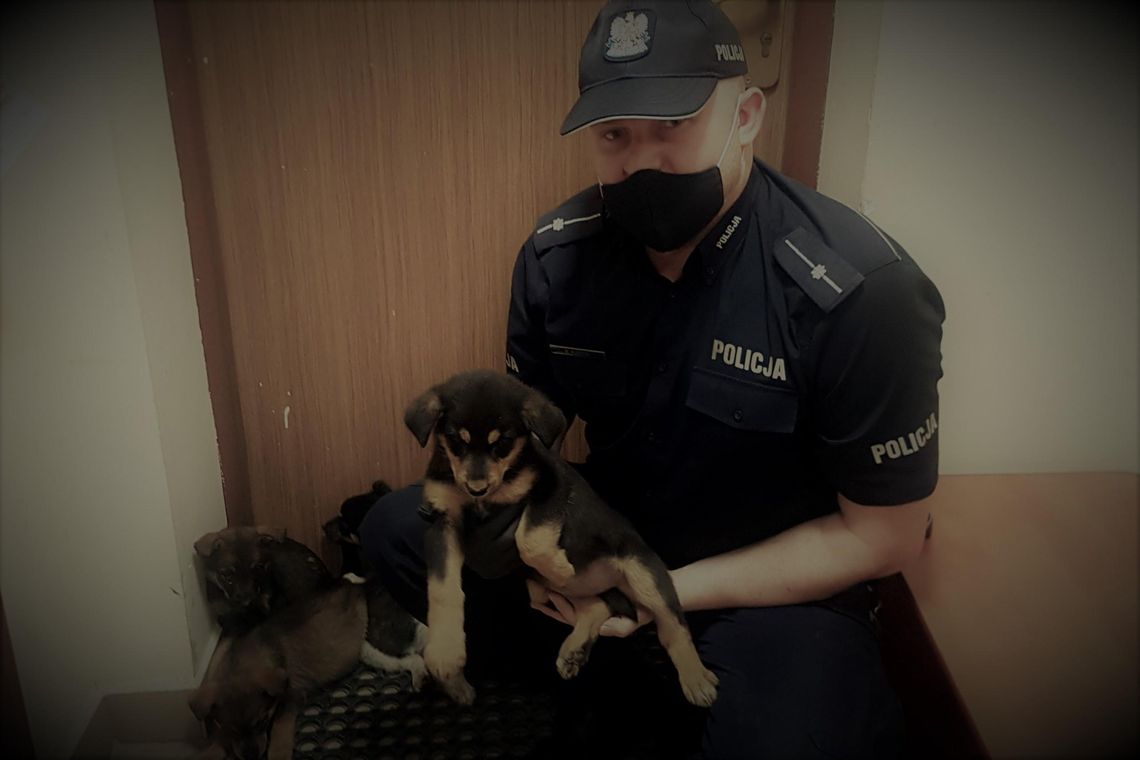 Szczenięta wyrzucone na ulicy. Policja poszukuje sprawcy i chętnych do adopcji.