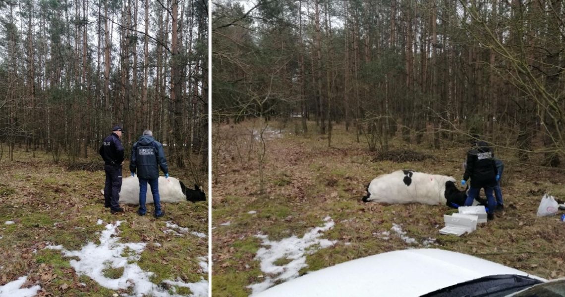 Tragiczne wieści z gm. Strzegowo. Nie żyje 64-latek zaatakowany przez byka