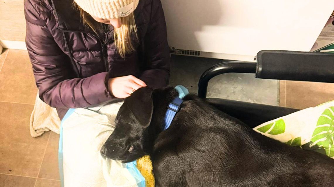 Uszowy „Szpitalik nadziei” dla zwierząt. Ruszyła zbiórka