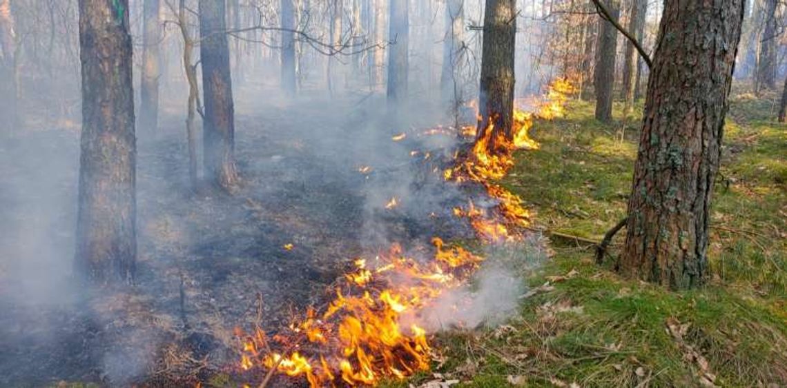 W lasach znów sucho. Ostrzeżenia w całym kraju!