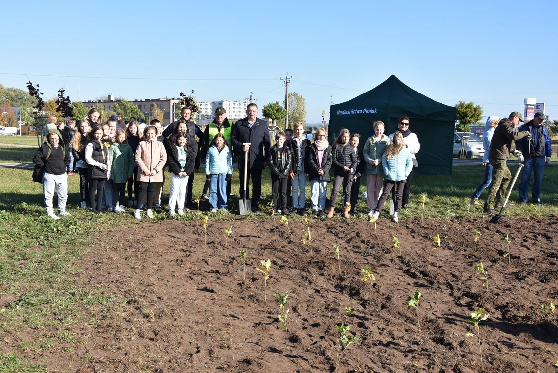 W Płońsku powstał las kieszonkowy