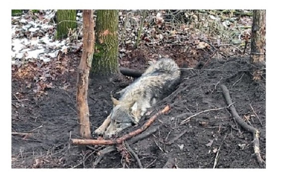 Wilk znaleziony we wnykach na pograniczu pow. płońskiego i mławskiego