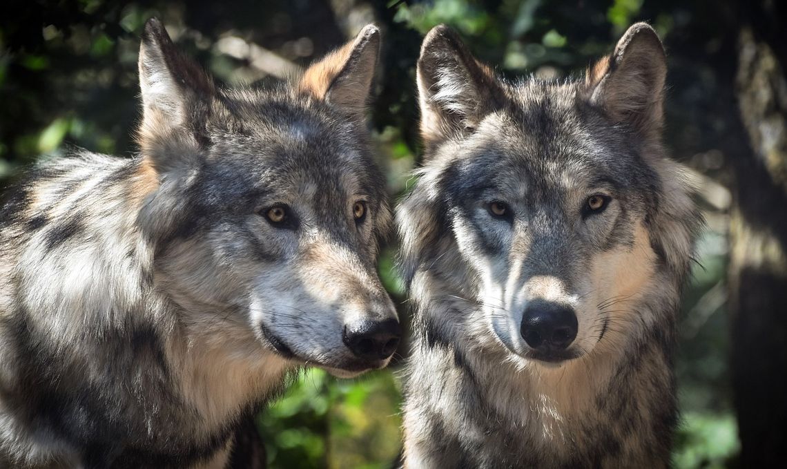 Wilki w lasach powiatu płońskiego. Nadleśnictwo wskazuje jak się zachować