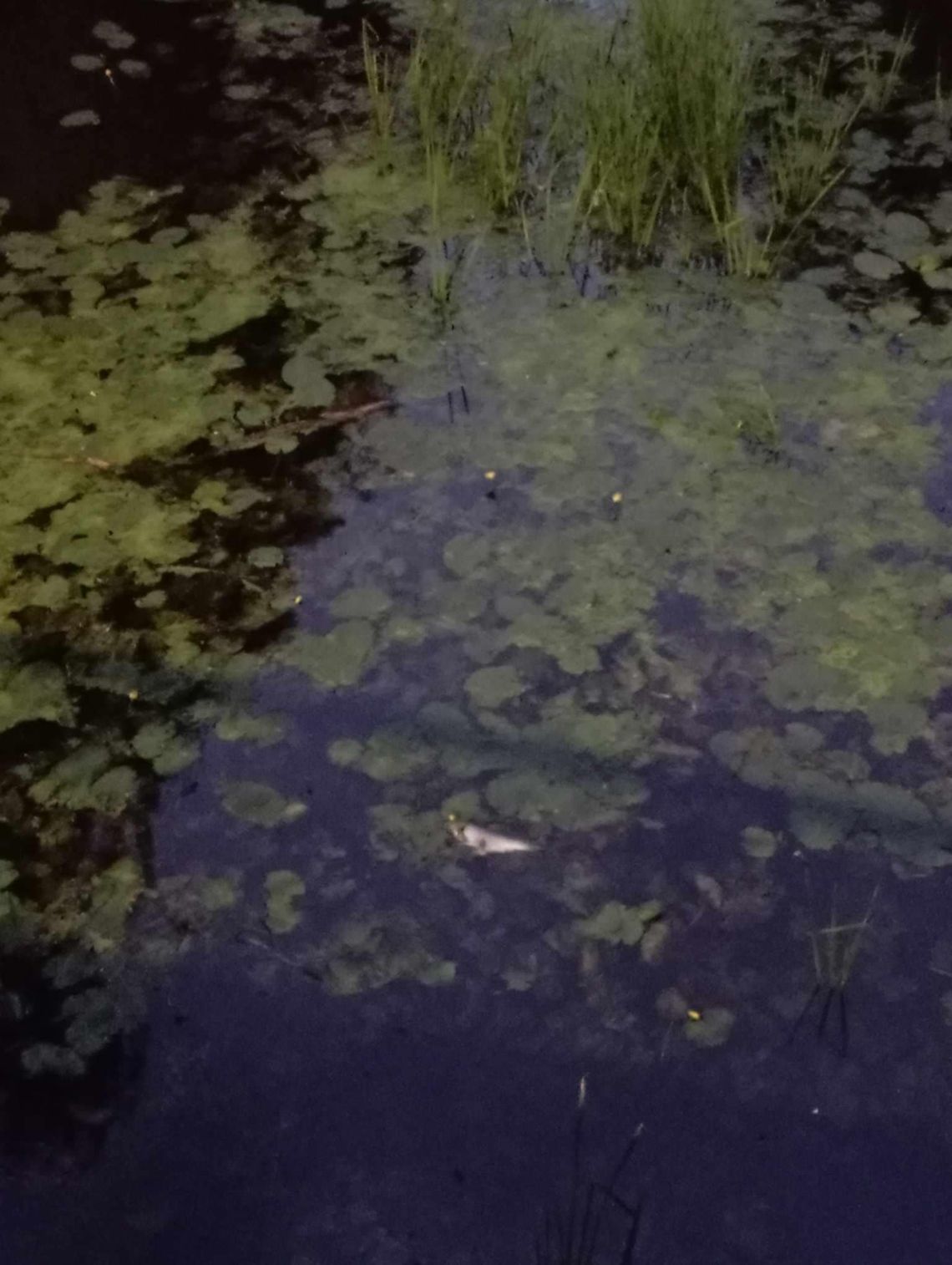 WIOŚ nie otrzymał informacji o śniętych rybach w Płonce