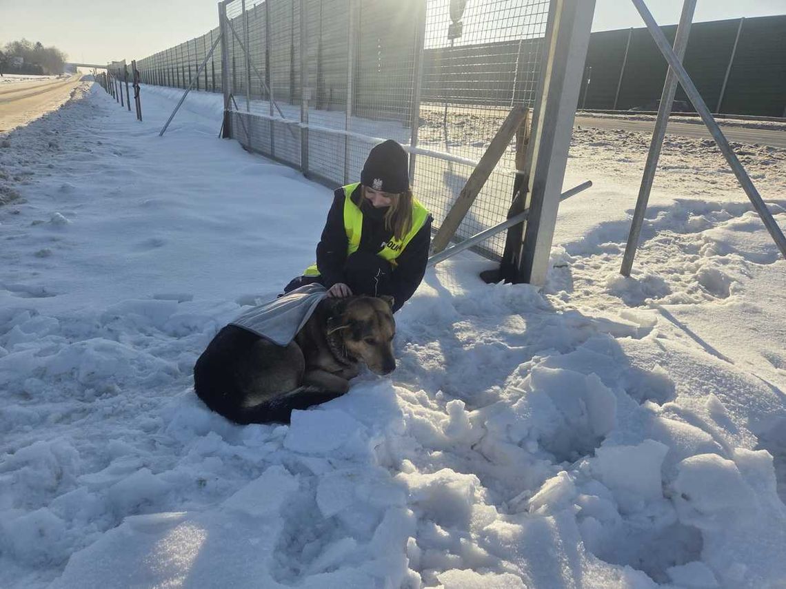 Z drogi do schroniska. Przykład dobrej współpracy i odpowiedzialnej reakcji Z drogi do schroniska. Przykład dobrej współpracy i odpowiedzialnej reakcji