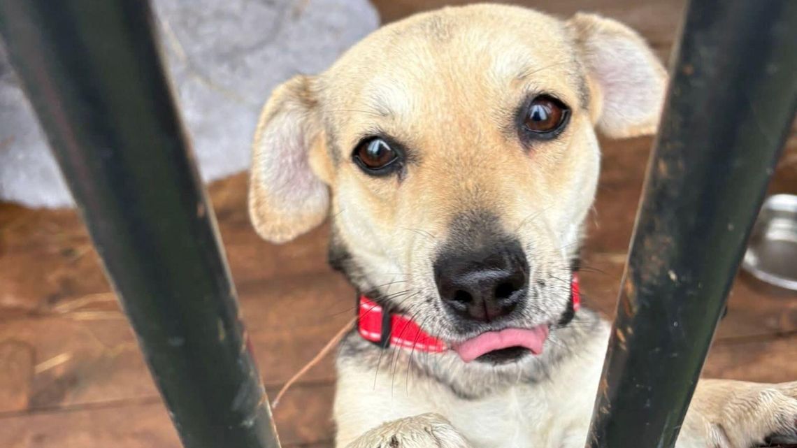 Zima wyzwaniem dla stowarzyszenia "Uszy do góry". Potrzebna karma dla psów