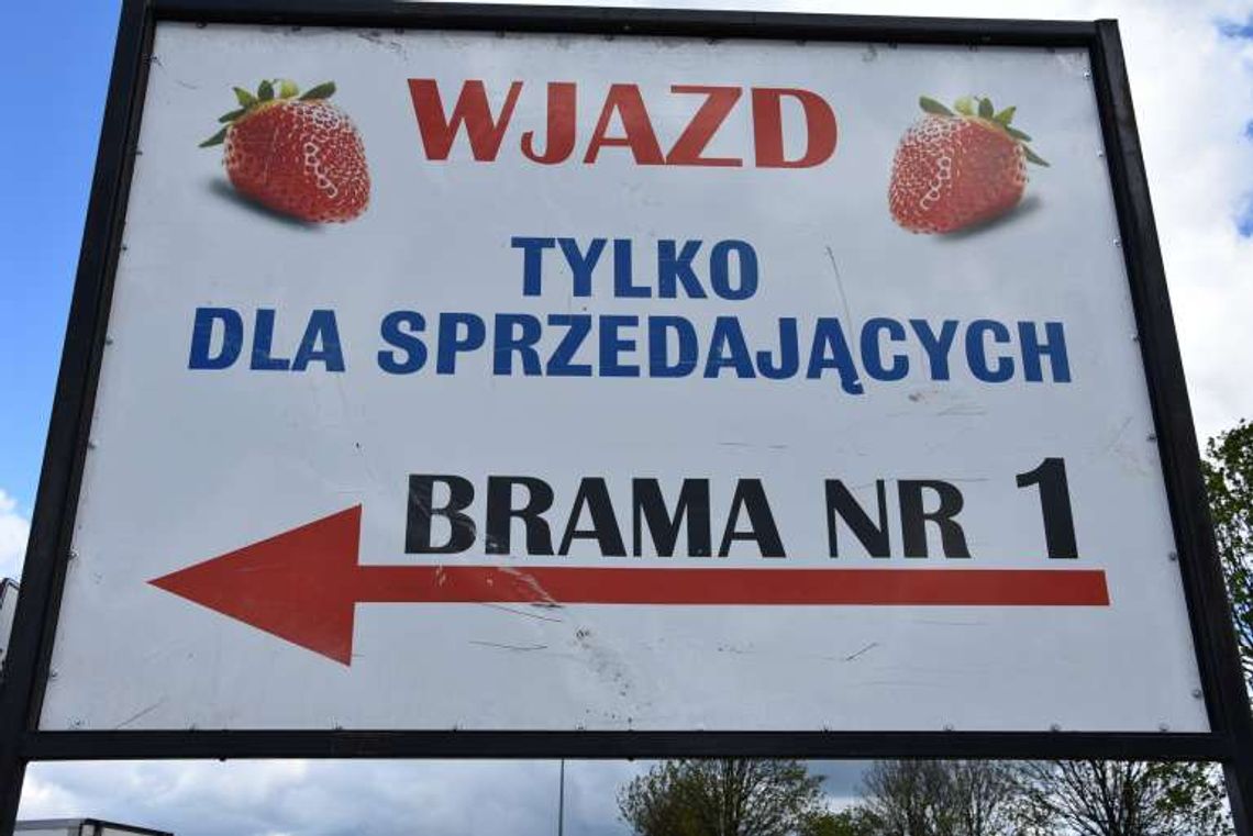 Zmiana zasad funkcjonowania targowiska w Nowym Przybojewie. Samorząd miasta i gminy Czerwińsk nad Wisłą szykuje się do nowego sezonu truskawkowego