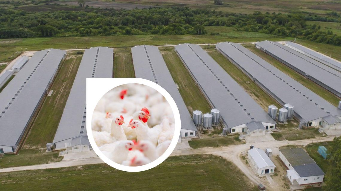 Zniesiono strefy związane z ptasią grypą w powiecie płońskim Zniesiono strefy związane z ptasią grypą w powiecie płońskim