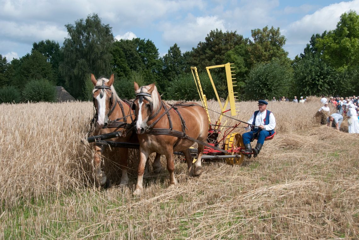 Żniwa w skansenie. Pokażą, jak było kiedyś na wsi