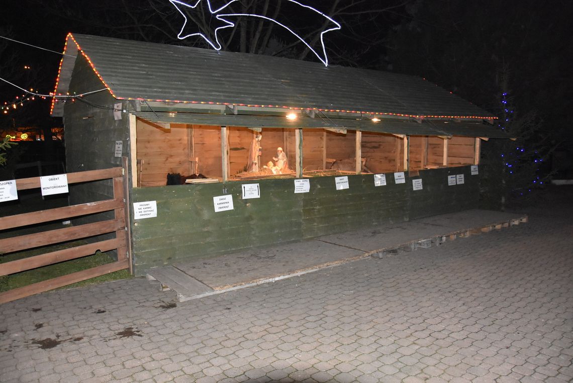 Zwierzęca szopka od piątku przy par. pw. Maksymiliana Kolbego w Płońsku