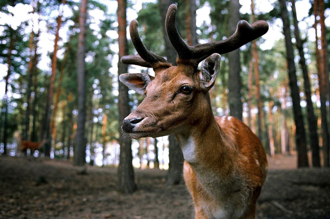 Zwierzęta pod kołami