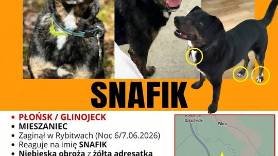 Szukam psa, wynajmę drona