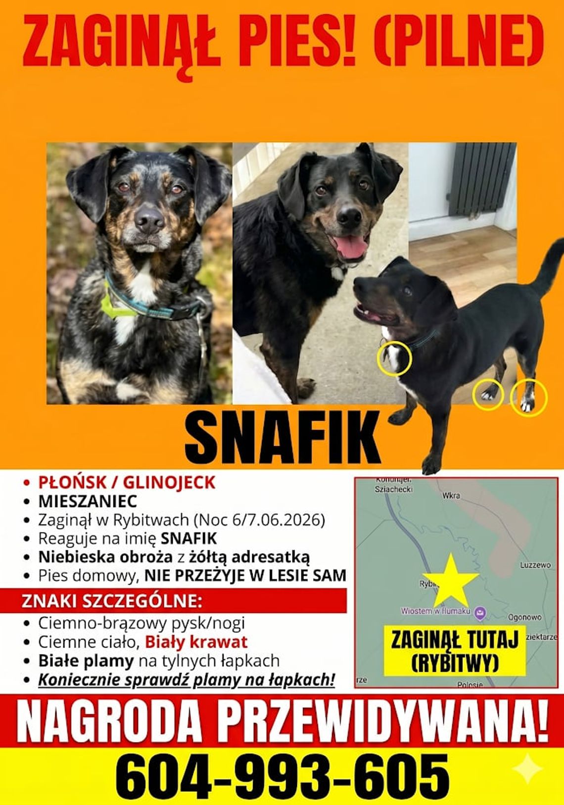 Szukam psa, wynajmę drona Szukam psa, wynajmę drona