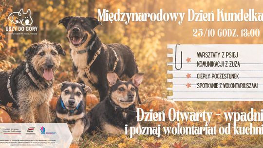 Międzynarodowy Dzień Kundelka. „Uszy do Góry” zapraszają na spotkanie z czworonożnymi podopiecznymi