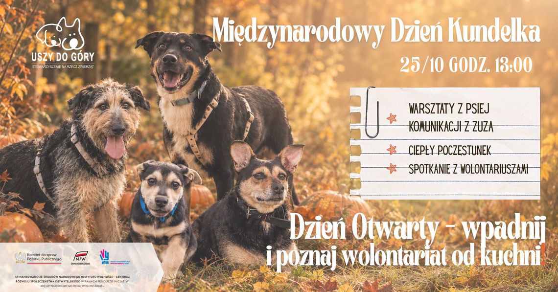 Międzynarodowy Dzień Kundelka. „Uszy do Góry” zapraszają na spotkanie z czworonożnymi podopiecznymi Międzynarodowy Dzień Kundelka. „Uszy do Góry” zapraszają na spotkanie z czworonożnymi podopiecznymi