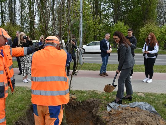 Dęby z okazji 25-lecia samorządu powiatowego