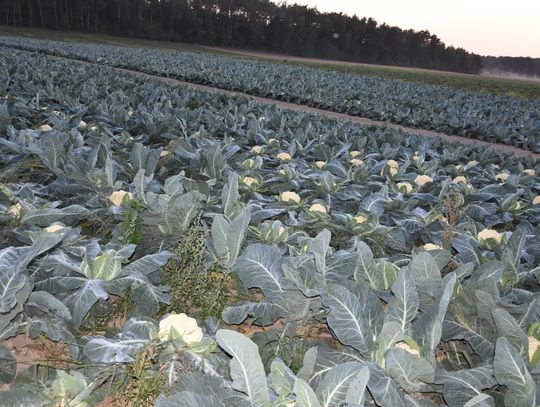 Straty kalafiorowo-brokułowe w gm. Czerwińsk