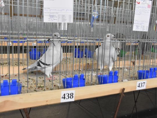 Wystawa Gołębi Rasowych i Drobiu Ozdobnego