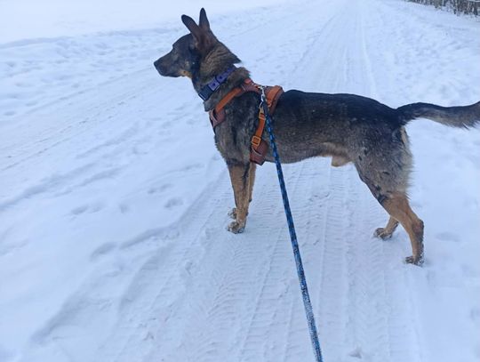 Spacery z psami w stowarzyszeniu Uszy do Góry